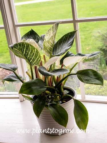 Philodendron Birkin (Philodendron) growing a a bright southwest window that gets shade in the hot summer from a Autumn Blaze Maple